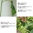 【直前!】秋アジサイ　グリーンアナベル　2Lサイズ泉さん