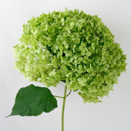 【直前!】アジサイ　グリーンアナベル　2Lサイズ(花径20cm程度)　北空知など　※半ドライ
