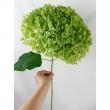 【直前!】アジサイ　グリーンアナベル　2Lサイズ(花径20cm程度)　北空知など　※半ドライ