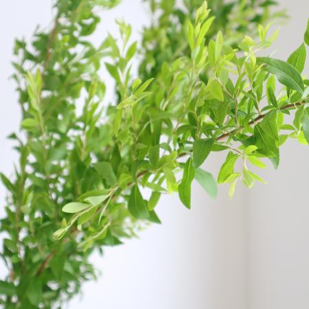 【生花】雪柳(グリーン)100cm程度【OT】