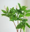 【生花】ヤマゴボウ　80-100cm程度 【FJ】長崎、千葉県など