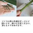 【生花】ソテツの葉(80cm程度)【OR-5】