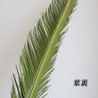 【生花】ソテツの葉(80cm程度)【OR-5】