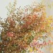 【生花】雪柳(紅葉染め)1M程度　茨城県【OT】
