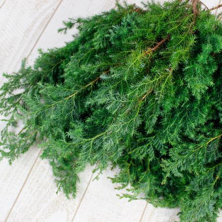 【生花】日本草花園のコニファー　ヒムロ杉　つまみ　約500g【早締切-74】