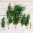 【生花】日本草花園のコニファー　ヒムロ杉　つまみ　約500g【早締切-74】