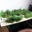 【生花】日本草花園のコニファー　ヒムロ杉　つまみ　約500g【早締切-74】