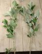 【生花】銀葉グミ(40cm前後)　武笠農園　【FJ】