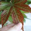 【生花】染め紅葉キイチゴ　60センチ程度　【OT】北海道