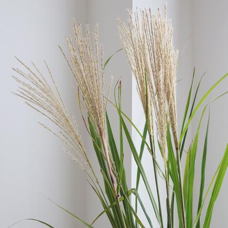 【生花】ススキ穂付き　70cm- 【OT】常陸大宮ほか