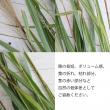 【生花】ススキ穂付き　70cm- 【OT】常陸大宮ほか