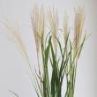 【生花】ススキ穂付き　70cm- 【OT】常陸大宮ほか