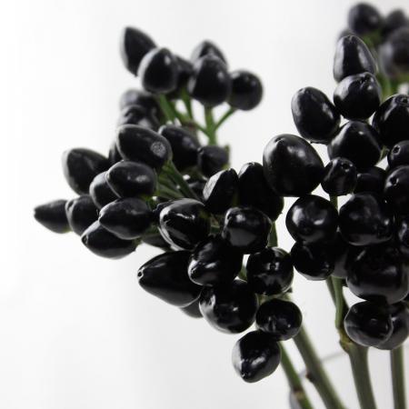 【生花】コニカルブラック　30-40cm程度【OT】長野県ほか