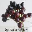 【生花】コニカルブラック　30-40cm程度【OT】長野県ほか