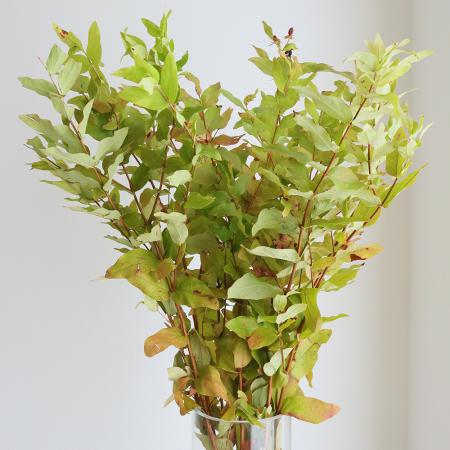 【生花】紅葉ヒペリカム(枝もの)70cm-　【OT】※商品説明お読みください。