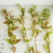 【生花】紅葉ヒペリカム(枝もの)70cm-　【OT】※商品説明お読みください。