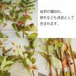 【生花】紅葉ヒペリカム(枝もの)70cm-　【OT】※商品説明お読みください。
