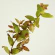 【生花】紅葉ヒペリカム(枝もの)70cm-　【OT】※商品説明お読みください。
