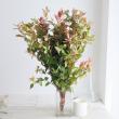【生花】紅葉ヒペリカム(枝もの)70cm-　【OT】※商品説明お読みください。