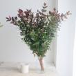 【生花】紅葉ヒペリカム(枝もの)70cm-　【OT】※商品説明お読みください。