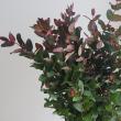 【生花】紅葉ヒペリカム(枝もの)70cm-　【OT】※商品説明お読みください。