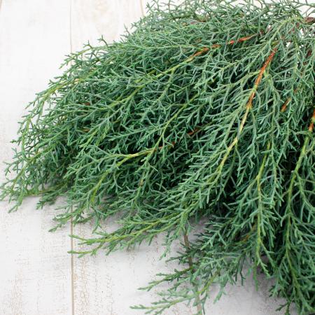 【生花】日本草花園のコニファー ブルーアイス(シルバー)つまみ 約500g【早締切-74】