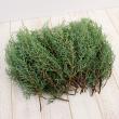 【生花】日本草花園のコニファー ブルーアイス(シルバー)つまみ 約500g【早締切-74】