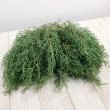 【生花】日本草花園のコニファー ブルーアイス(シルバー)つまみ 約500g【早締切-74】