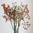 【生花】野ばらの実(つまみ)20-30cm程度　※実色時期により異なる【OT】