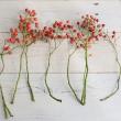 【生花】野ばらの実(つまみ)20-30cm程度　※実色時期により異なる【OT】