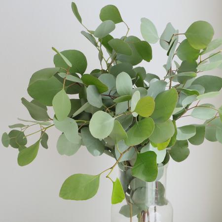 【生花】ユーカリ　ポプラスリーフ(ポリアンセモス)　50-60cm愛媛・静岡など【OT】