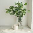 【生花】ユーカリ　ポプラスリーフ(ポリアンセモス)　50-60cm愛媛・静岡など【OT】