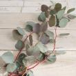 【生花】ユーカリ　ポプラスリーフ(ポリアンセモス)　50-60cm愛媛・静岡など【OT】