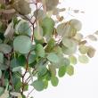 【生花】ユーカリ　ポプラスリーフ(ポリアンセモス)　50-60cm愛媛・静岡など【OT】