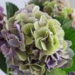 【08直前!/】アジサイ　グローイングアルプス(緑強めのパープル、ピンク)φ20cm-【生花】