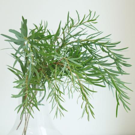 【生花】ユーカリ　ニッコリー(50cm程度)【OT】長野県ほか