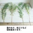 【生花】ユーカリ　ニッコリー(50cm程度)【OT】長野県ほか
