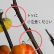 【生花】ソラナム　パンプキン　50-60cm程度【OT】(カボチャ型の花ナス)