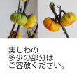 【生花】ソラナム　パンプキン　50-60cm程度【OT】(カボチャ型の花ナス)