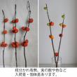 【生花】ソラナム　パンプキン　50-60cm程度【OT】(カボチャ型の花ナス)