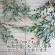 【生花】国産ユーカリ　パルブラ(パルビフォリア)50cm程度【OT】長野、栃木ほか