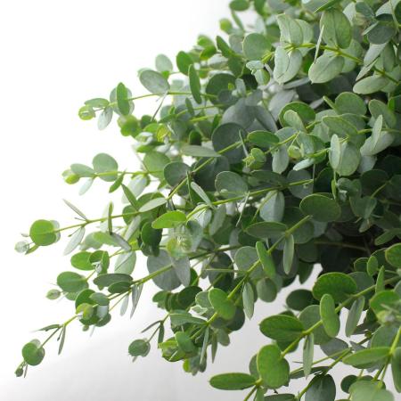 【生花】グニユーカリ　5-60cm程度 　静岡県ほか【OT】