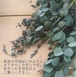 【生花】グニユーカリ　5-60cm程度 　静岡県ほか【OT】