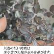 【生花】グニユーカリ　5-60cm程度 　静岡県ほか【OT】