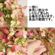 【生花】アジサイ　ピンキーウィンキー　6-70cm程度　JAあがつま【FJ】