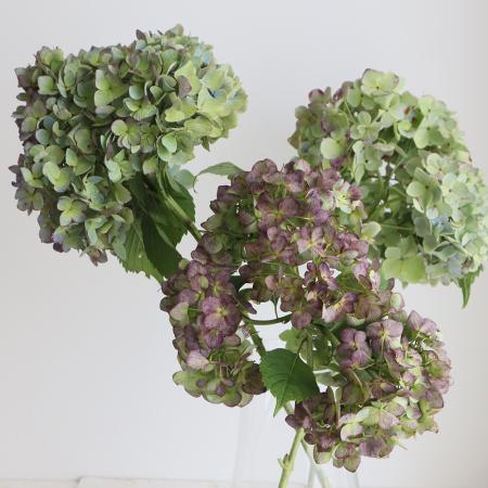 【生花】アジサイ　アキイロムラサキ(紫ー緑系)  花径15-20cm程度　片品村【OT】