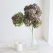 【生花】アジサイ　アキイロムラサキ(紫ー緑系)  花径15-20cm程度　片品村【OT】