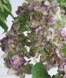 【生花】アジサイ　アキイロムラサキ(紫ー緑系)  花径15-20cm程度　片品村【OT】