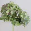 【生花】アジサイ　アキイロムラサキ(紫ー緑系)  花径15-20cm程度　片品村【OT】