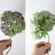 【生花】アジサイ　アキイロムラサキ(紫ー緑系)  花径15-20cm程度　片品村【OT】